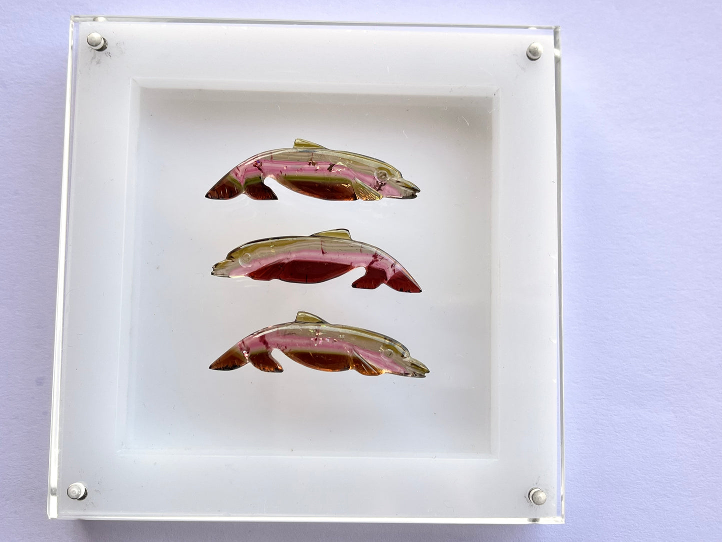 Rare! Natural Tri-Color Tourmaline Dolphin Carving loose